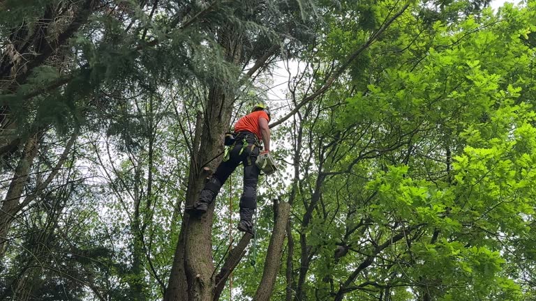 Best Tree and Shrub Care  in South San Jose Hills, CA